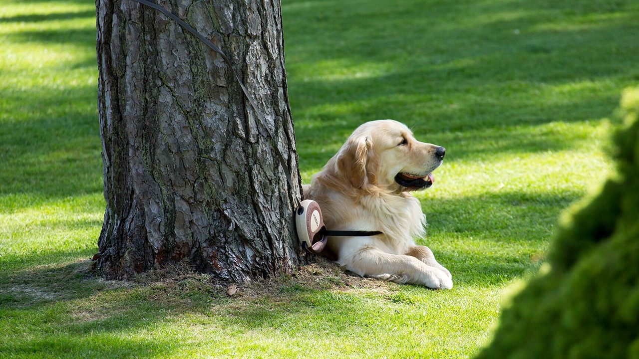 Photo of Outdoor in Studland