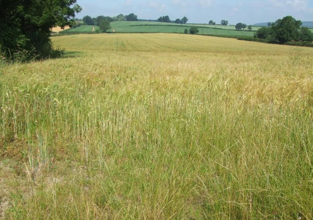 Photo of Outdoor in Pembridge