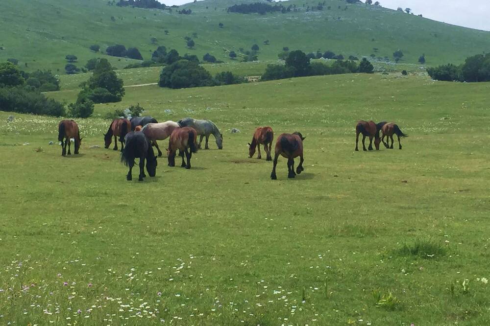Photo of Others in Novi Vinodolski