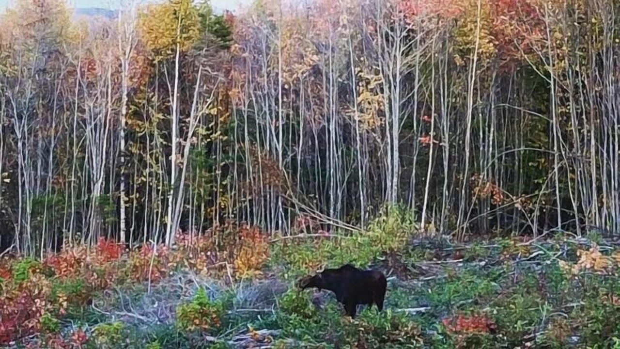 Photo of Outdoor in Greenville