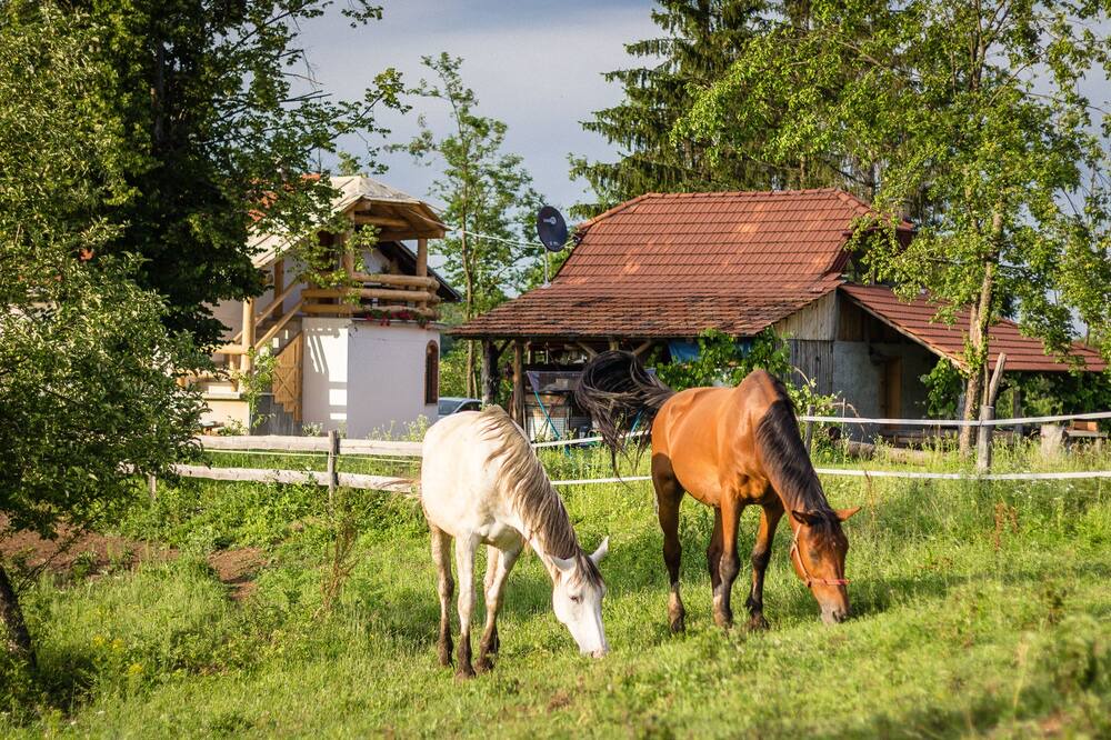 Photo of Others in Rakovica
