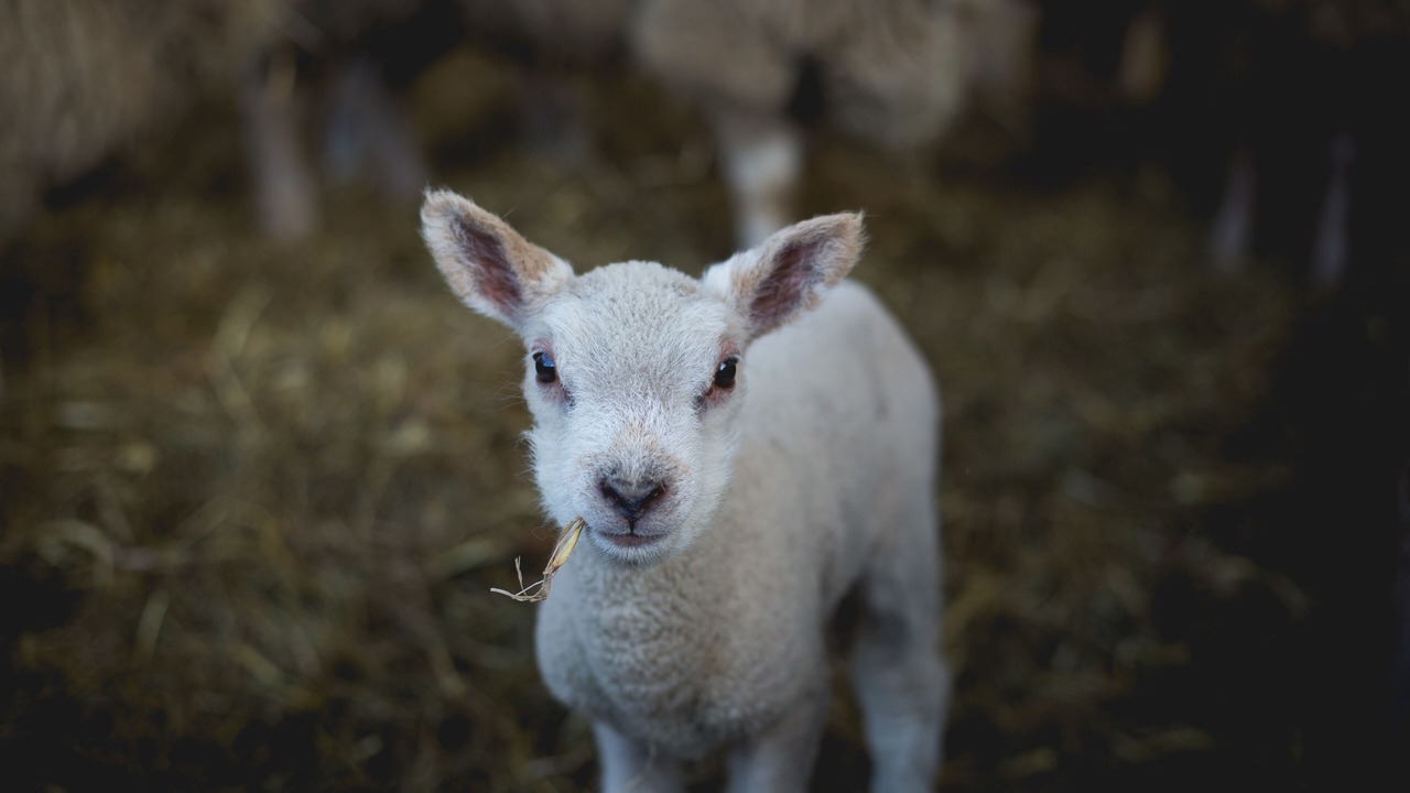 Photo of Others in Knutsford