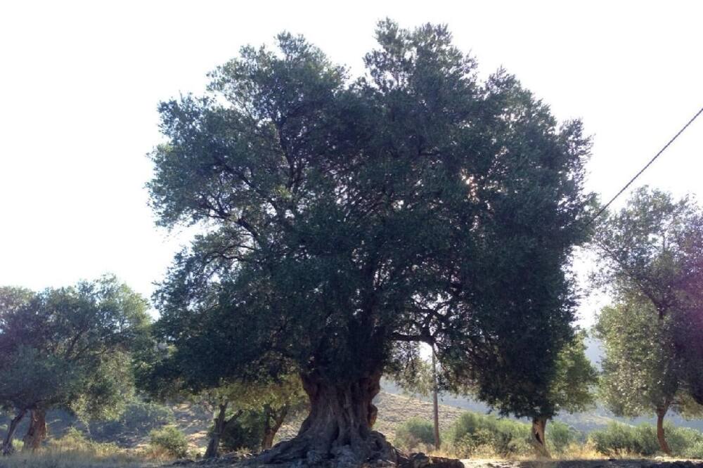 Photo of Outdoor in El Mas Oliva