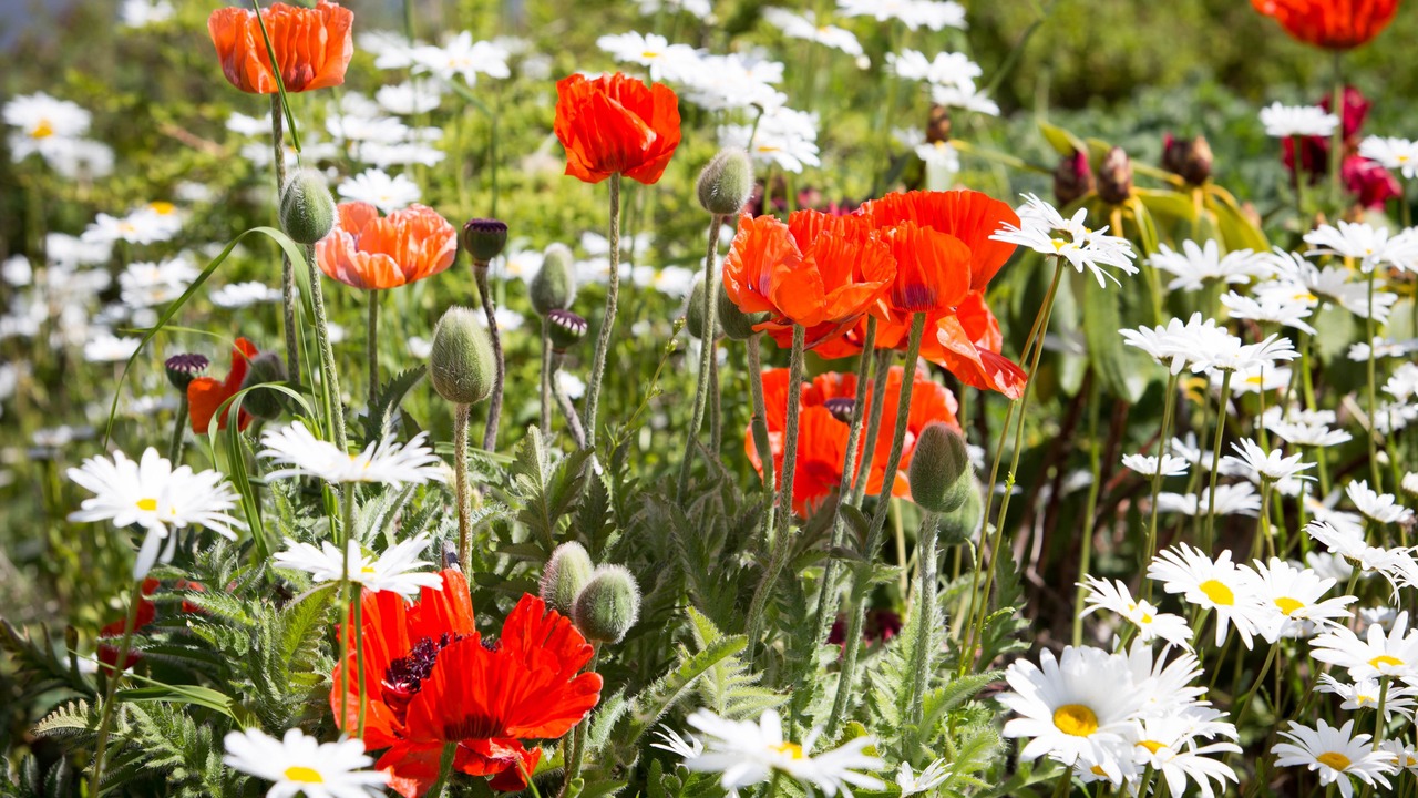 Photo of Others in Morebattle