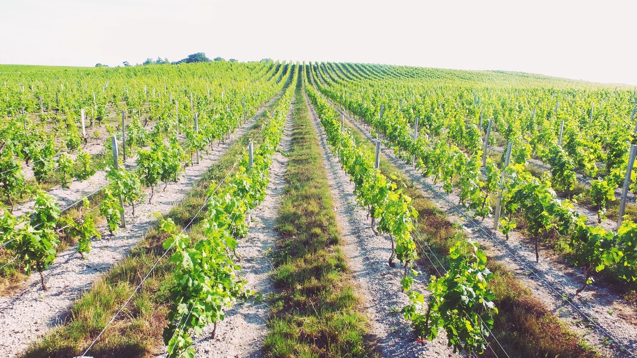 Photo of Outdoor in Civrac-en-Medoc