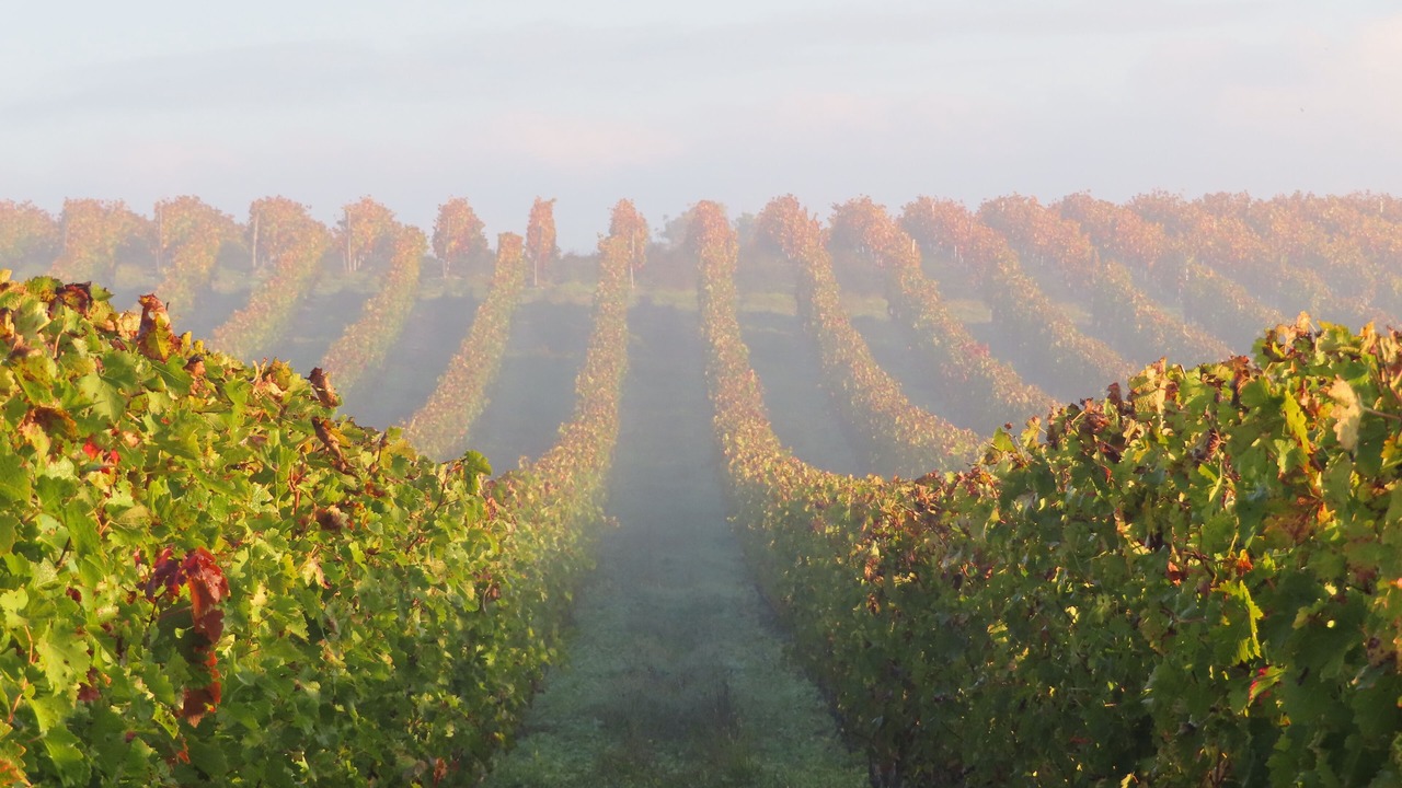 Photo of Outdoor in Civrac-en-Medoc