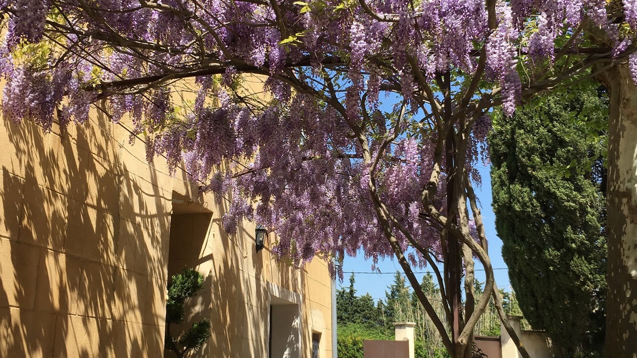 Photo of Buildings in Avignon