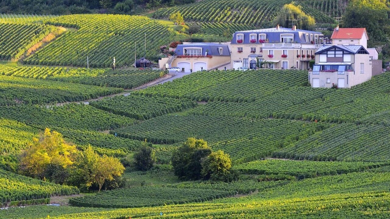 Photo of Outdoor in Cramant