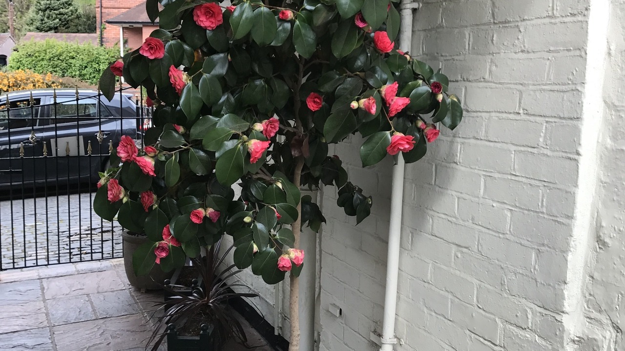Photo of Patio Balcony in Newcastle-Under-Lyme