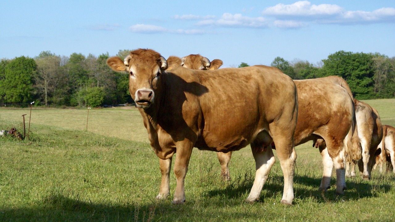 Photo of Outdoor in Rouffignac-Saint-Cernin-de-Reilhac