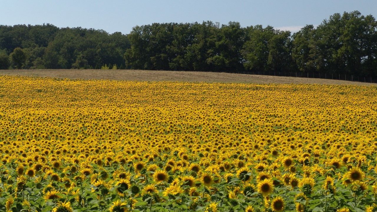 Photo of Outdoor in Saint-Eutrope-de-Born