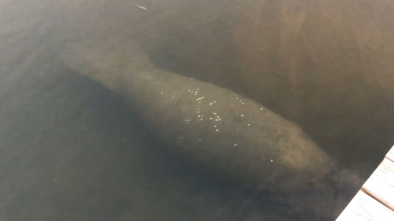 Photo of Others in Crystal Beach