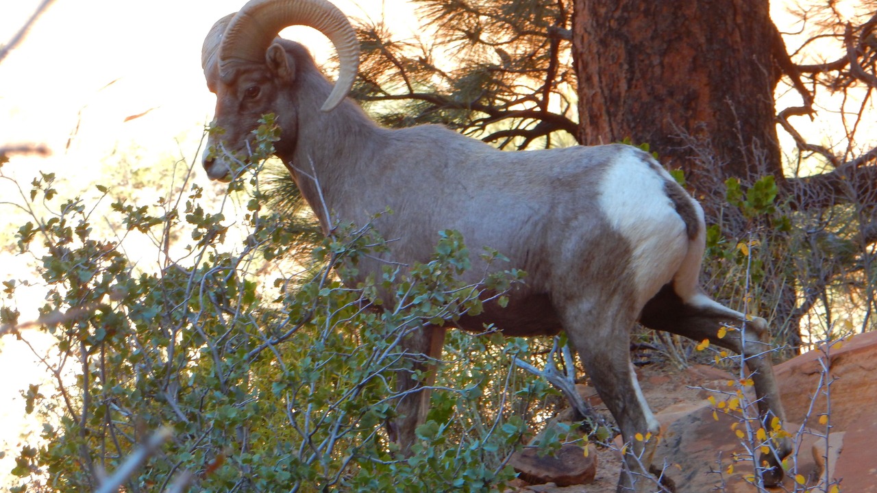 Photo of Outdoor in Zion National Park South Entrance