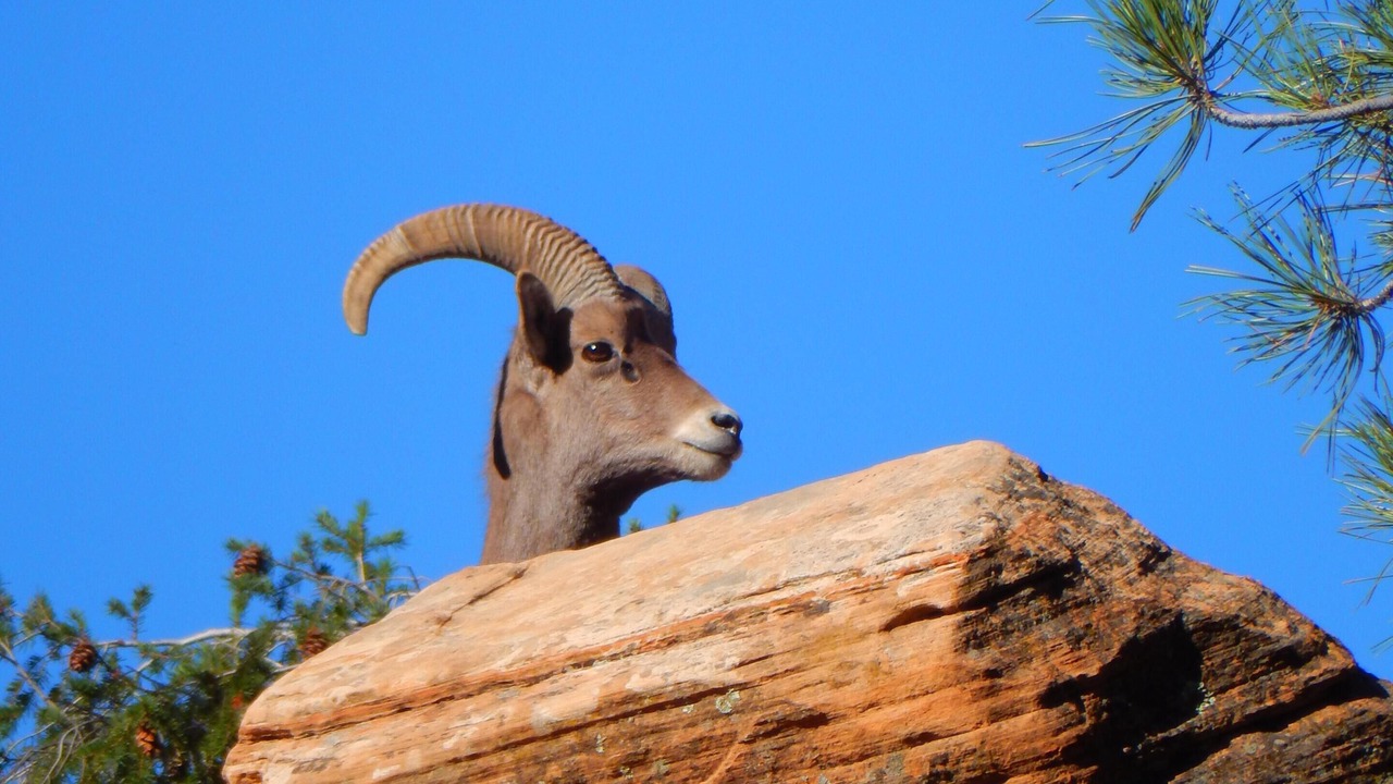 Photo of Outdoor in Zion National Park South Entrance
