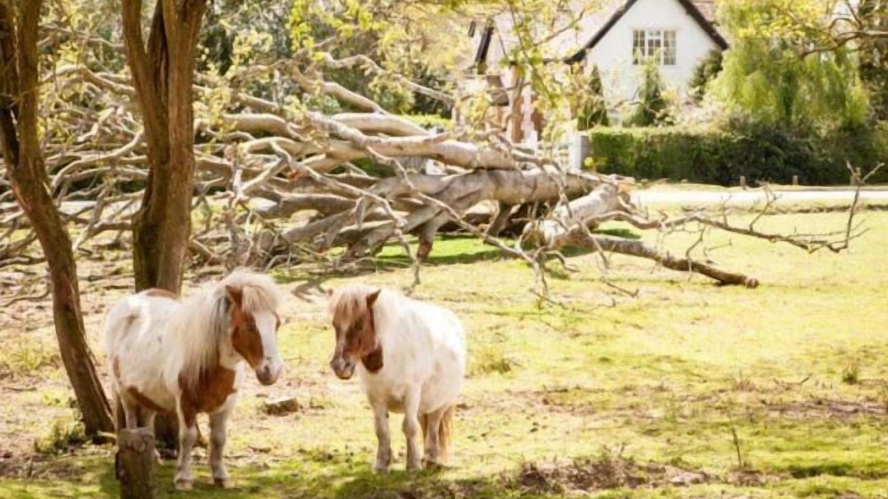 Photo of Outdoor in New Forest District