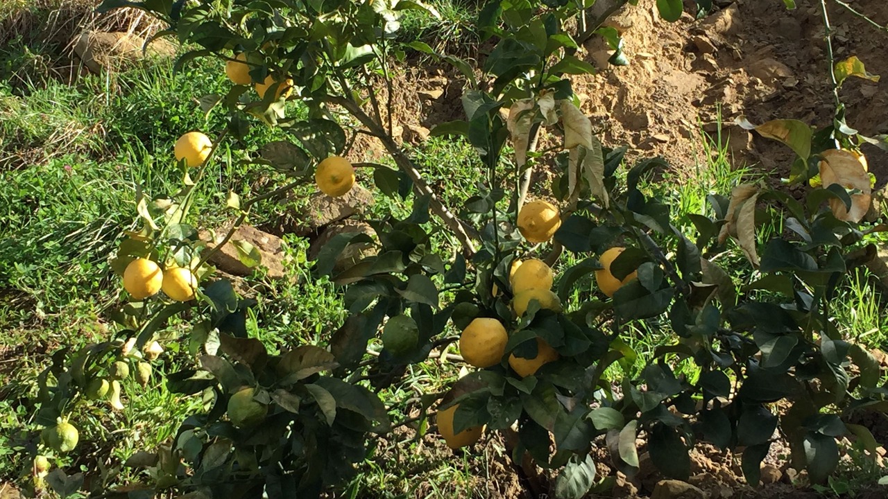 Photo of Outdoor in Orio