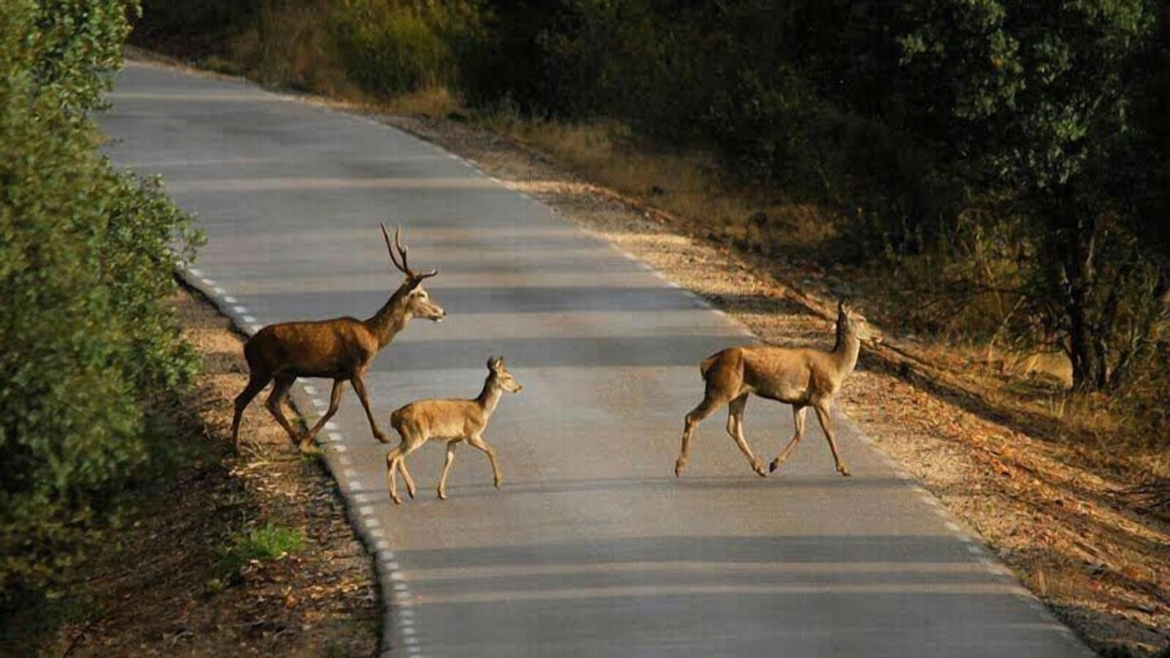 Photo of Others in Guadalupe