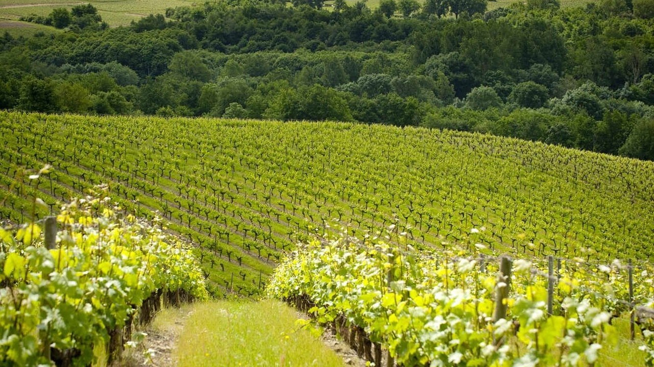 Photo of Outdoor in Beaulieu-sur-Layon