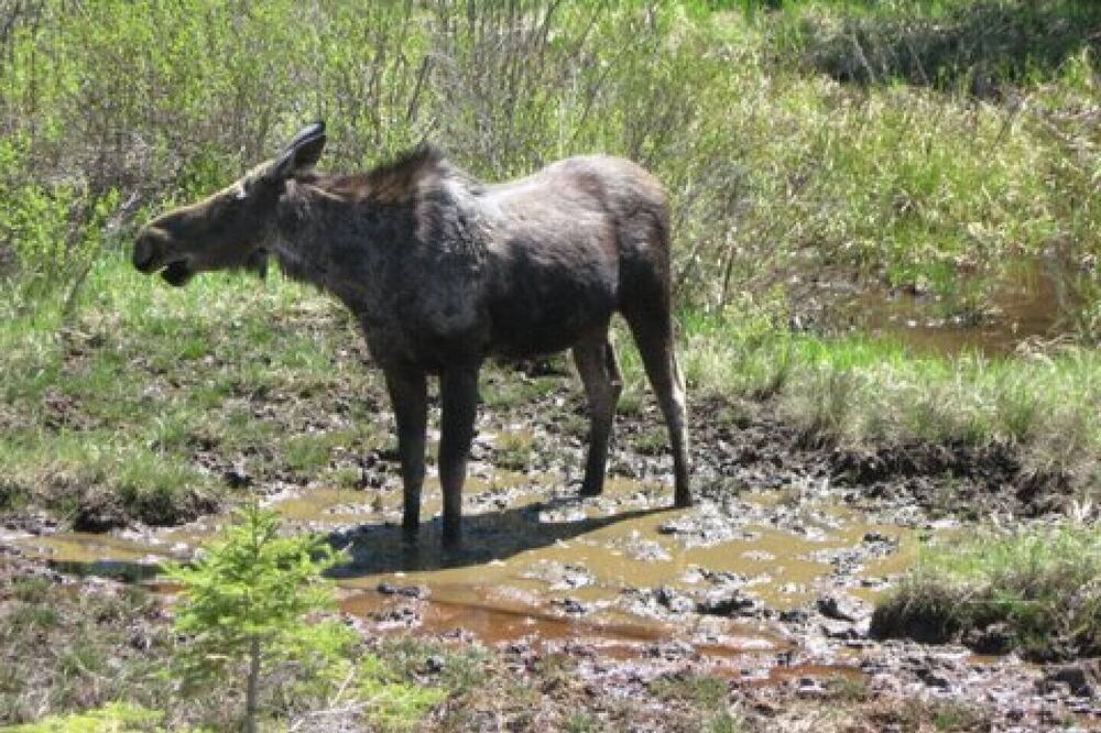 Photo of Others in Madawaska