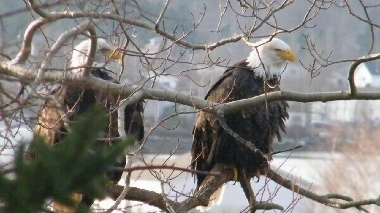 Photo of Outdoor in Glovertown