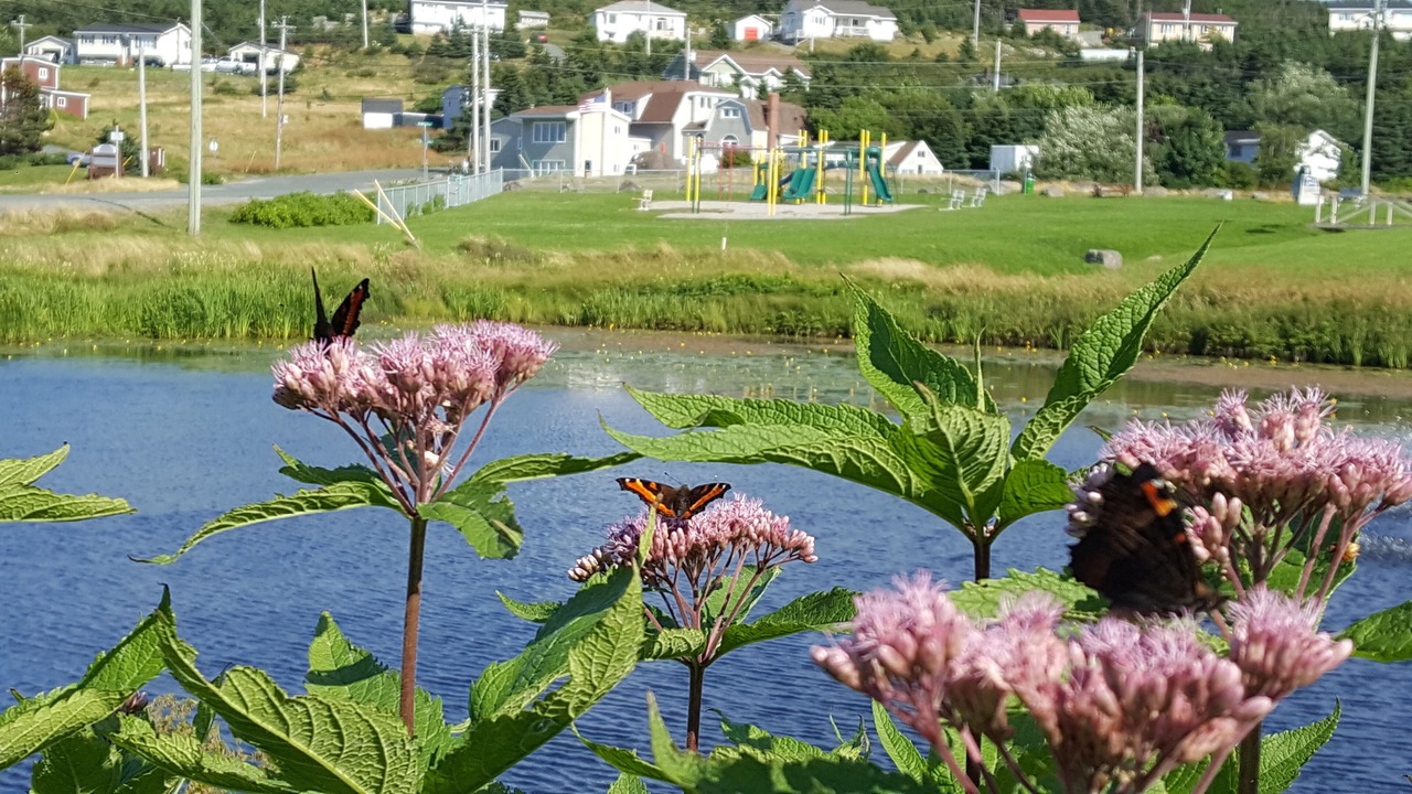 Photo of Outdoor in Flatrock