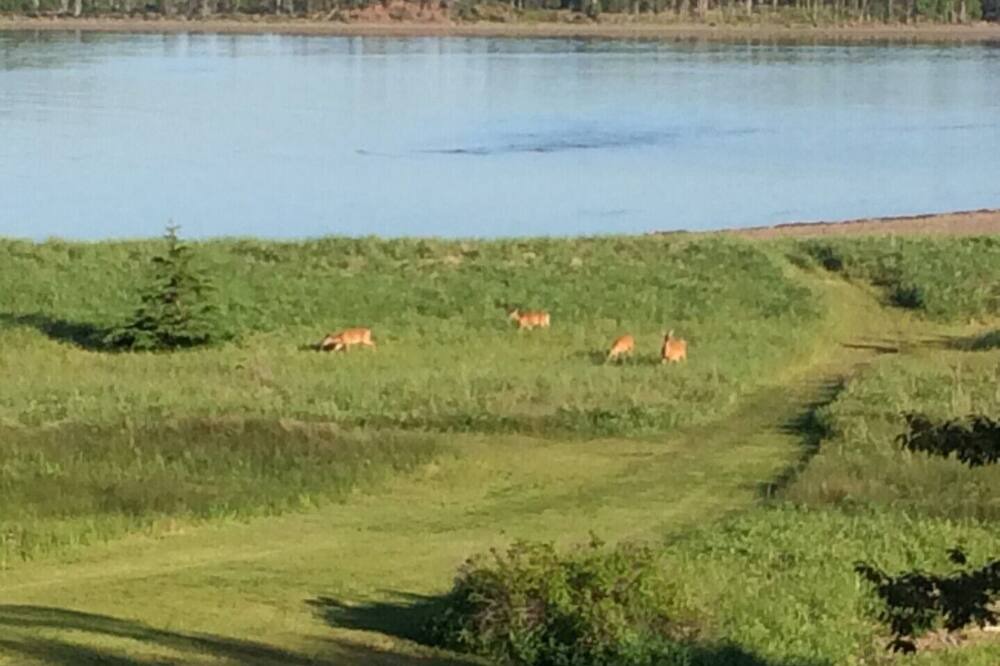 Photo of Others in Little Harbour