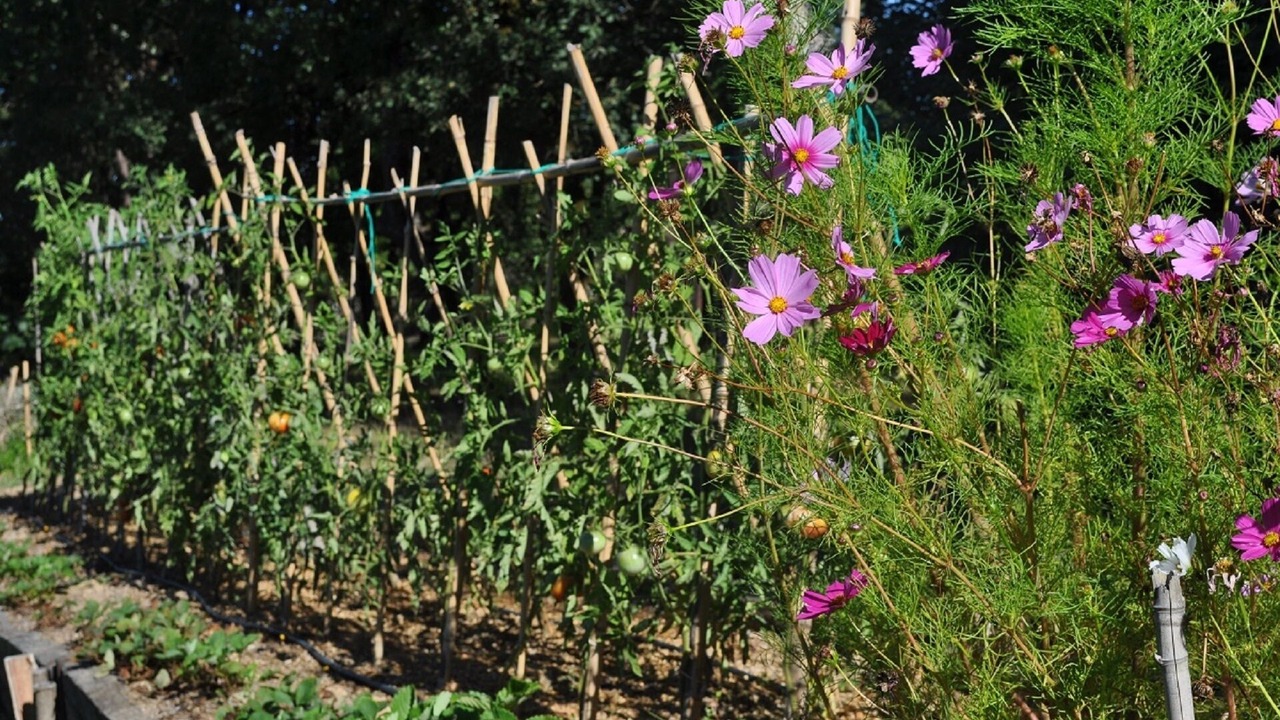 Photo of Outdoor in Negrepelisse