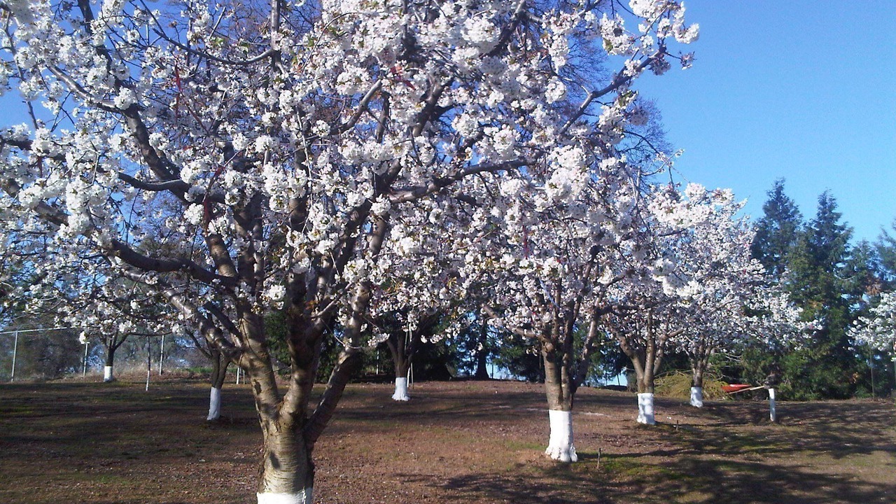 Photo of Outdoor in Placerville