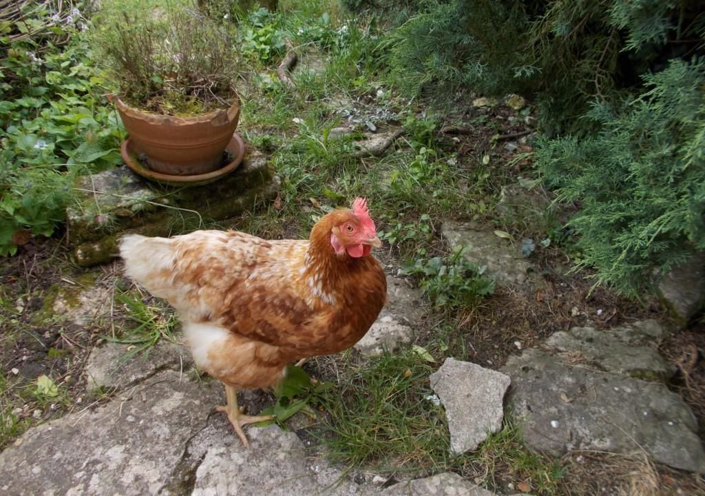 Photo of Outdoor in Saint-Hilaire-de-Villefranche