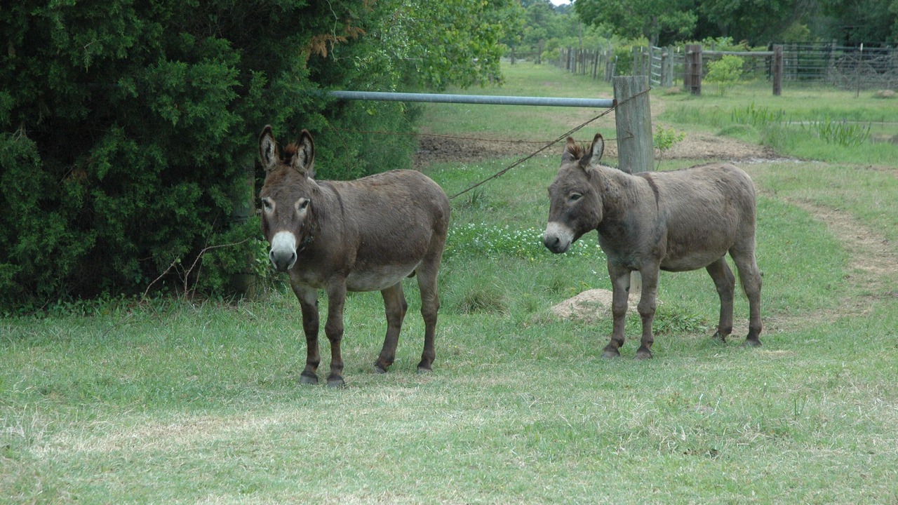 Photo of Outdoor in Waller