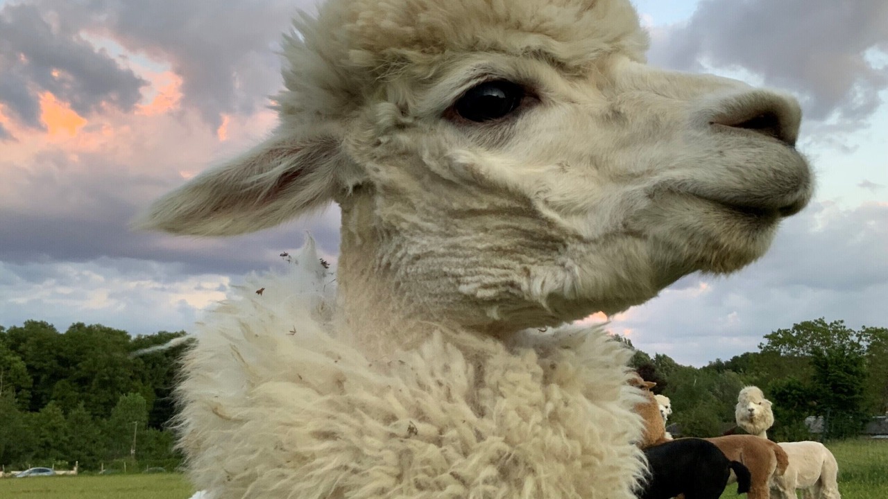 Photo of Others in Ange