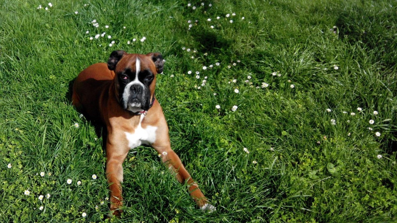 Photo of Outdoor in Gemozac