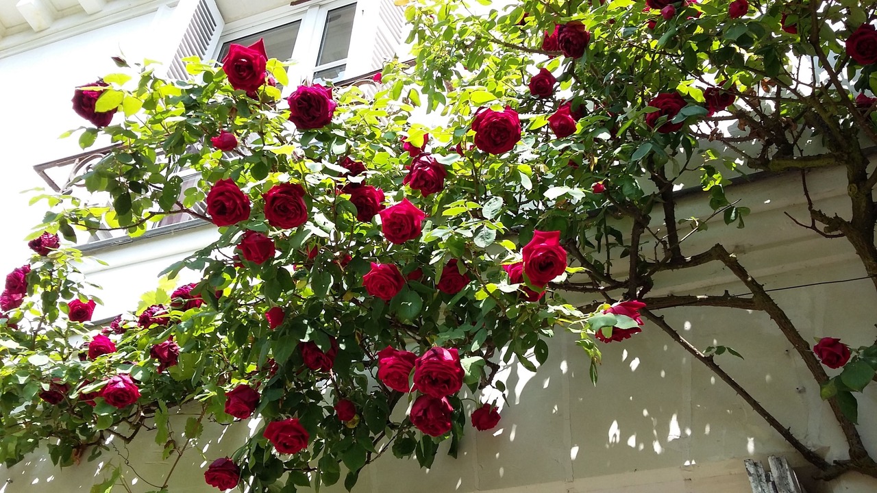 Photo of Outdoor in Tours