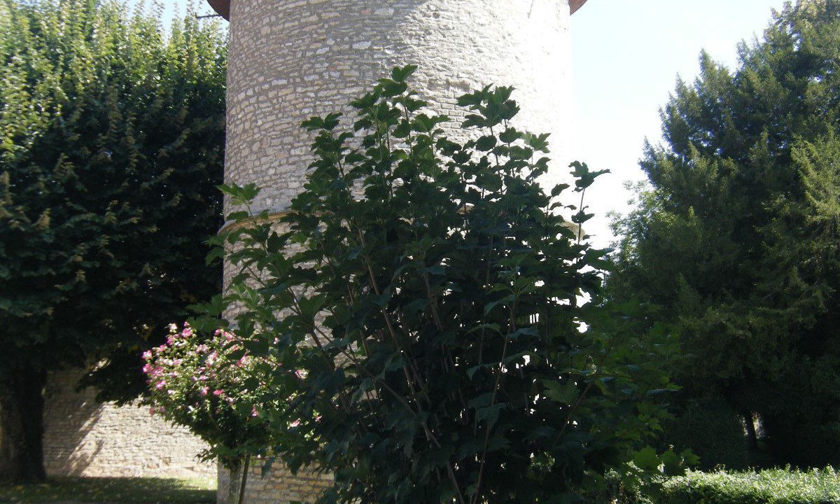 Photo of Outdoor in Ladoix-Serrigny