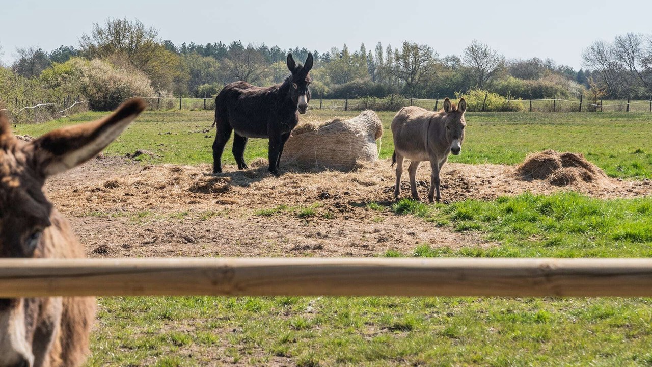 Photo of Outdoor in Mery-sur-Cher