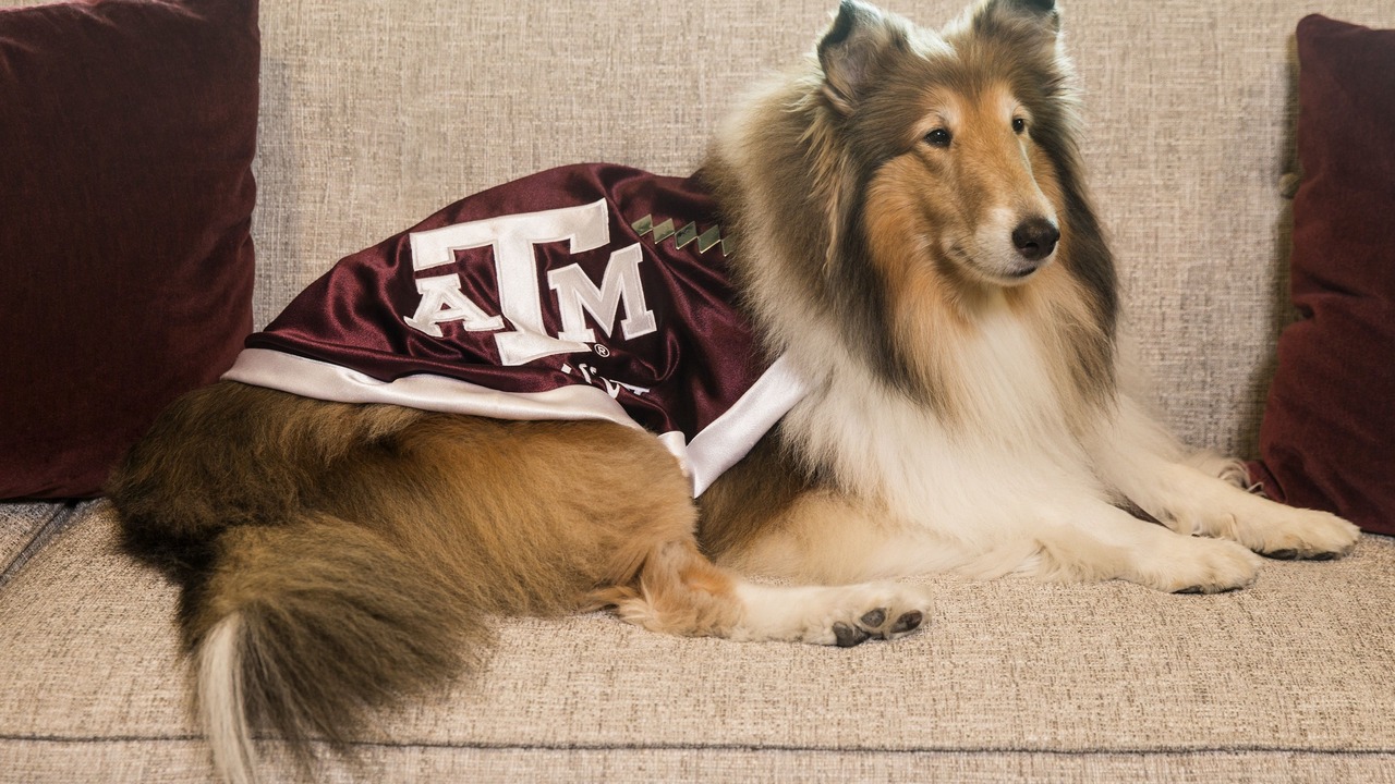 Photo of Others in College Station