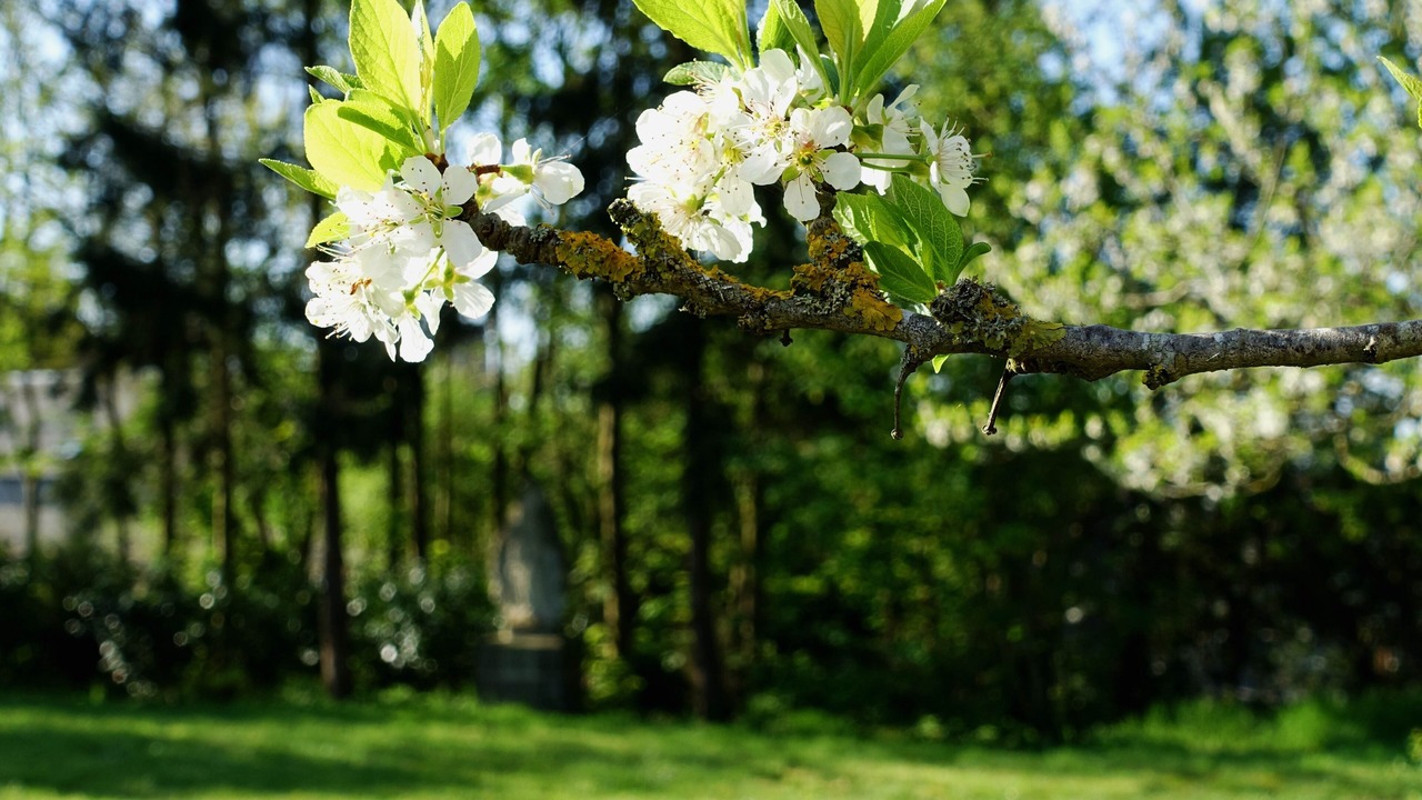 Photo of Outdoor in Falaise