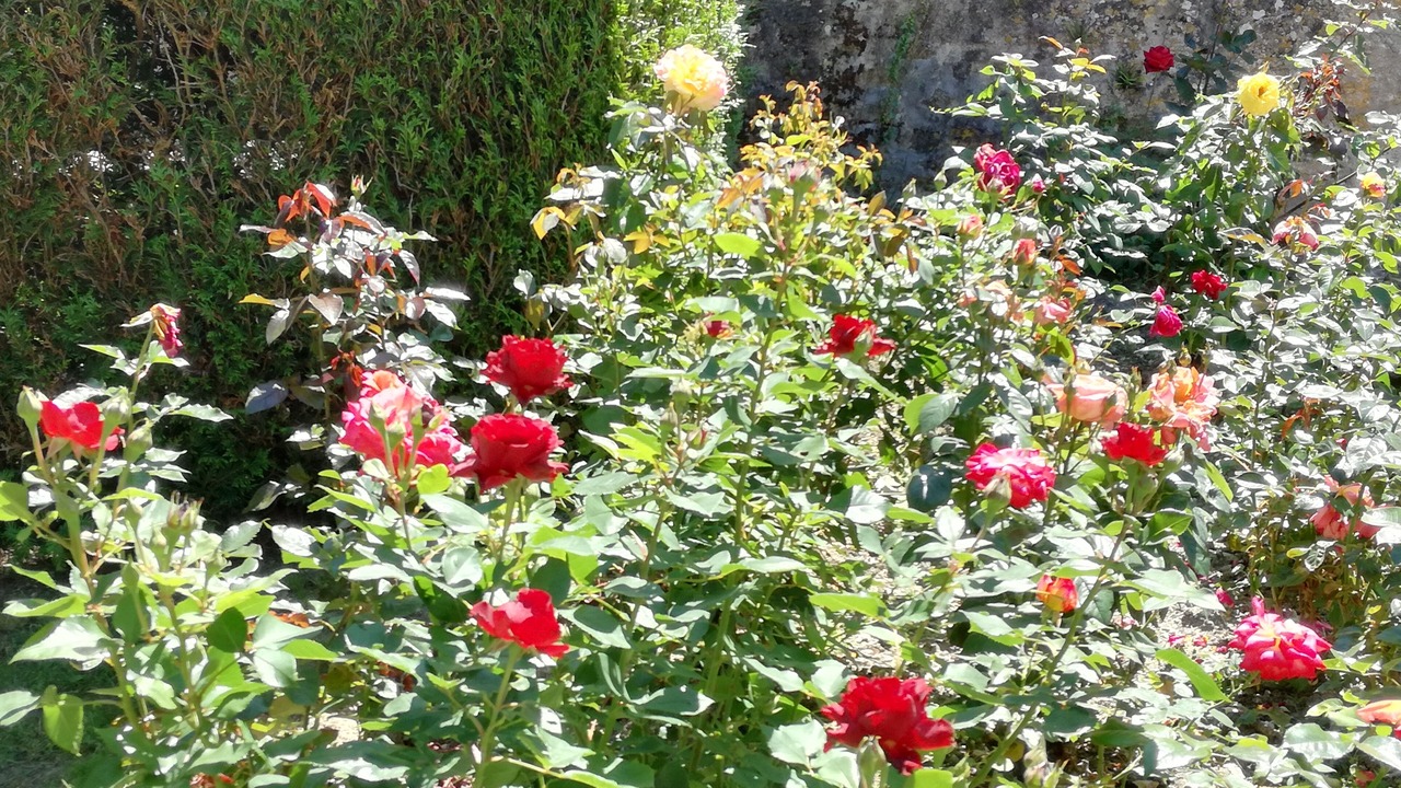 Photo of Outdoor in Francueil
