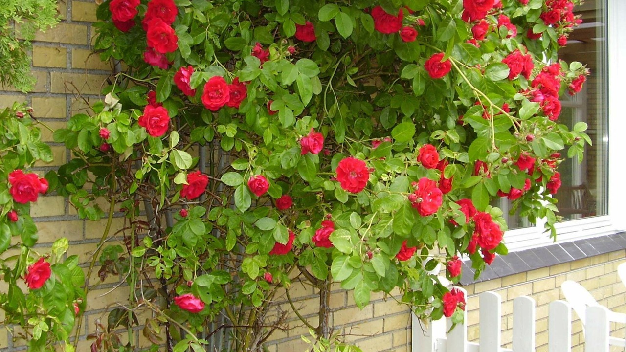 Photo of Outdoor in Dannemare