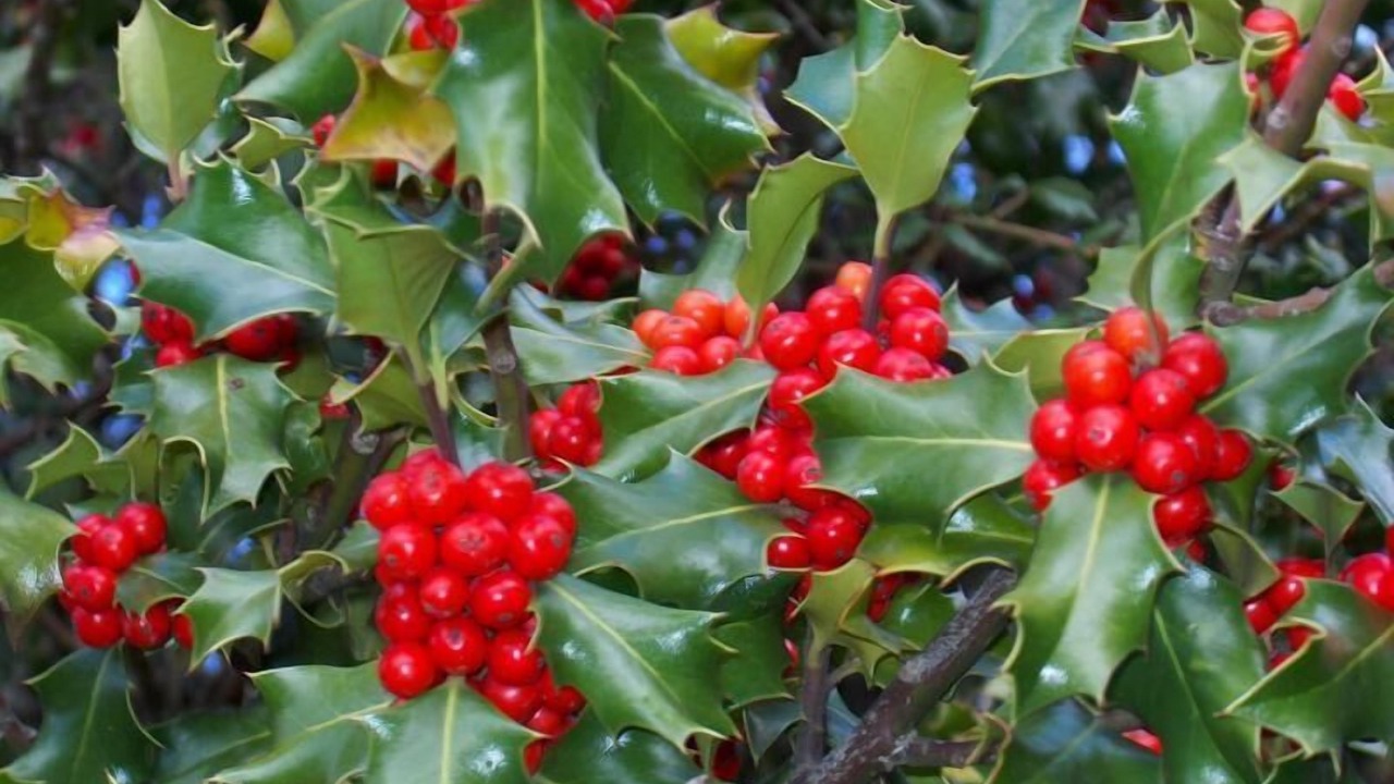 Photo of Others in Sotillo del Rincon