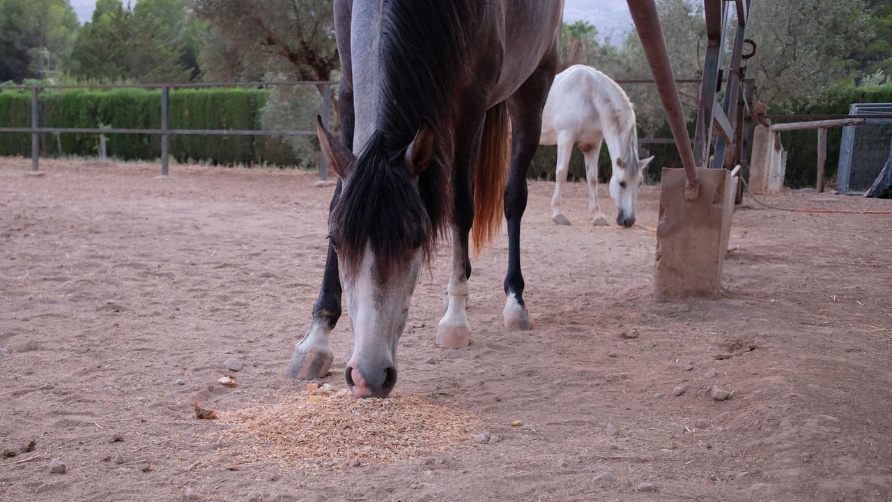 Photo of Others in Muro del Alcoy