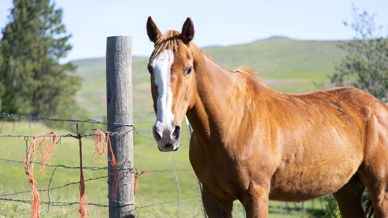 Photo of Others in Oroville