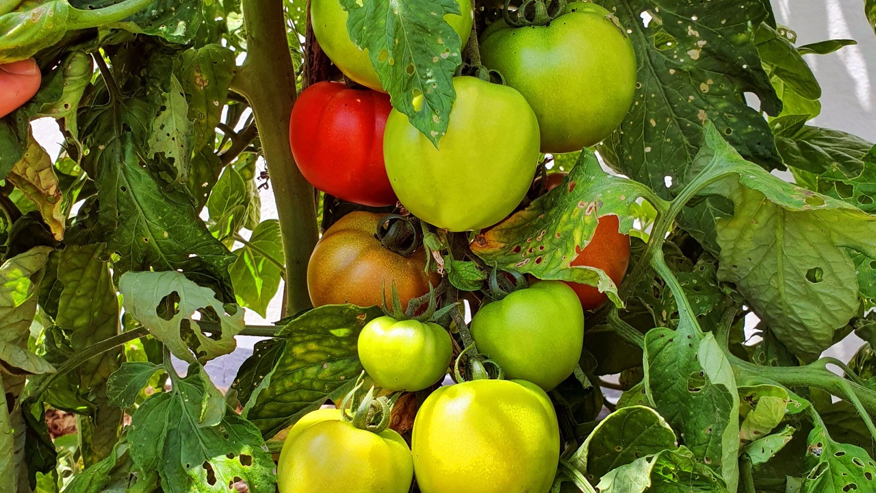 Photo of Outdoor in Biscarrosse Plage