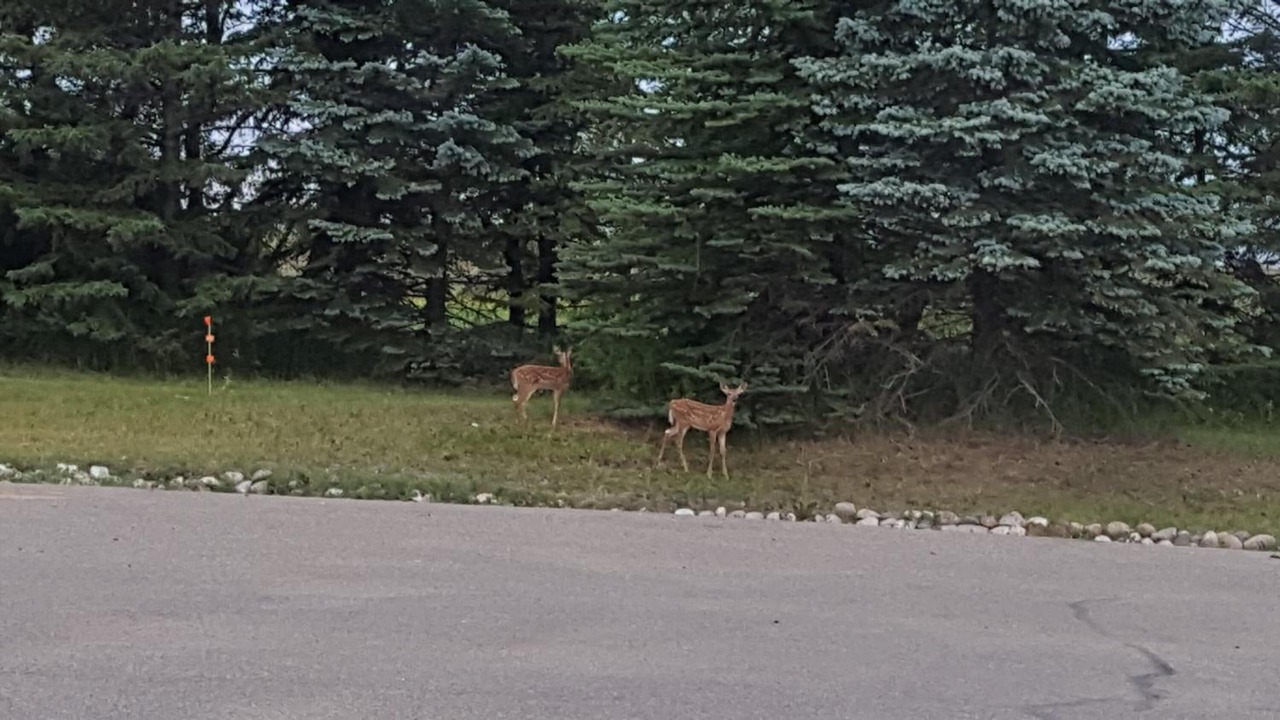 Photo of Outdoor in Brandon