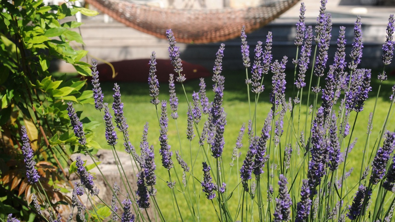 Photo of Outdoor in Marseillan