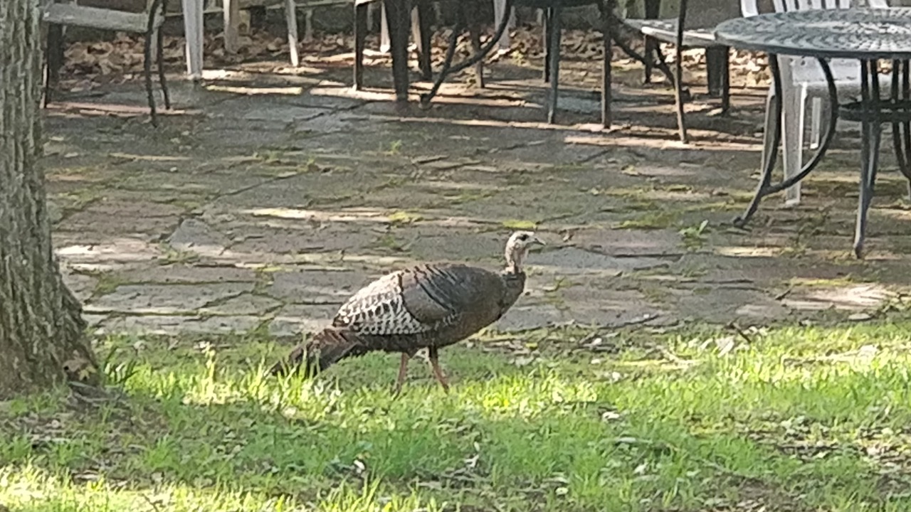 Photo of Outdoor in Mount Pocono