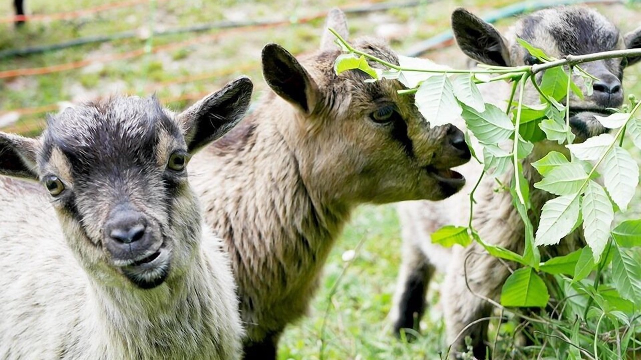 Photo of Others in Gerde