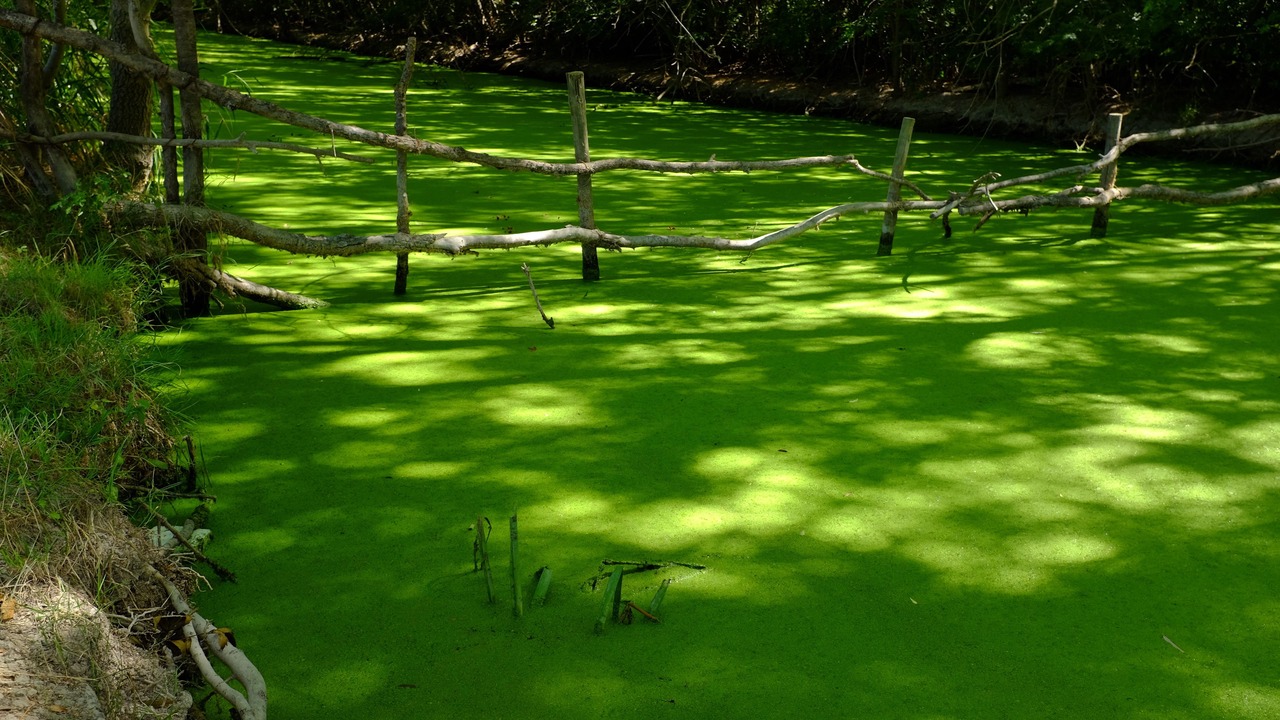Photo of Outdoor in Le Cailar