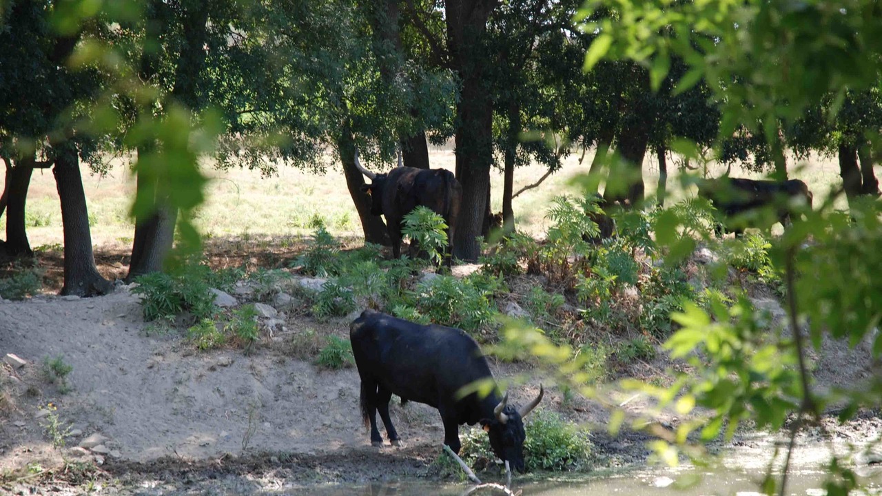 Photo of Outdoor in Le Cailar