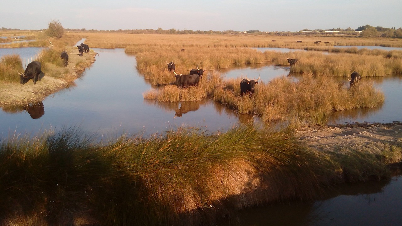 Photo of Outdoor in Le Cailar